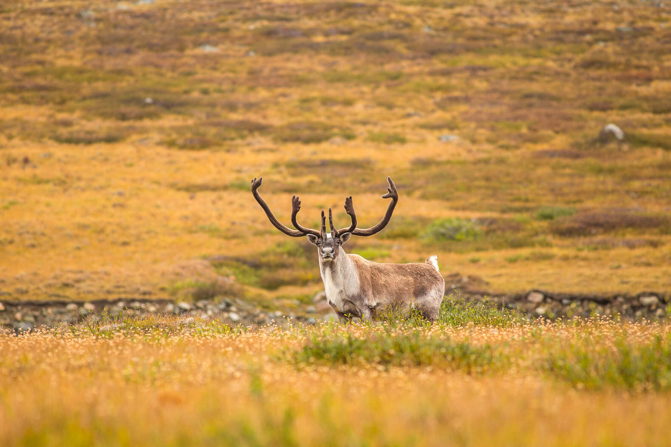 documentaire caribou nunavik
