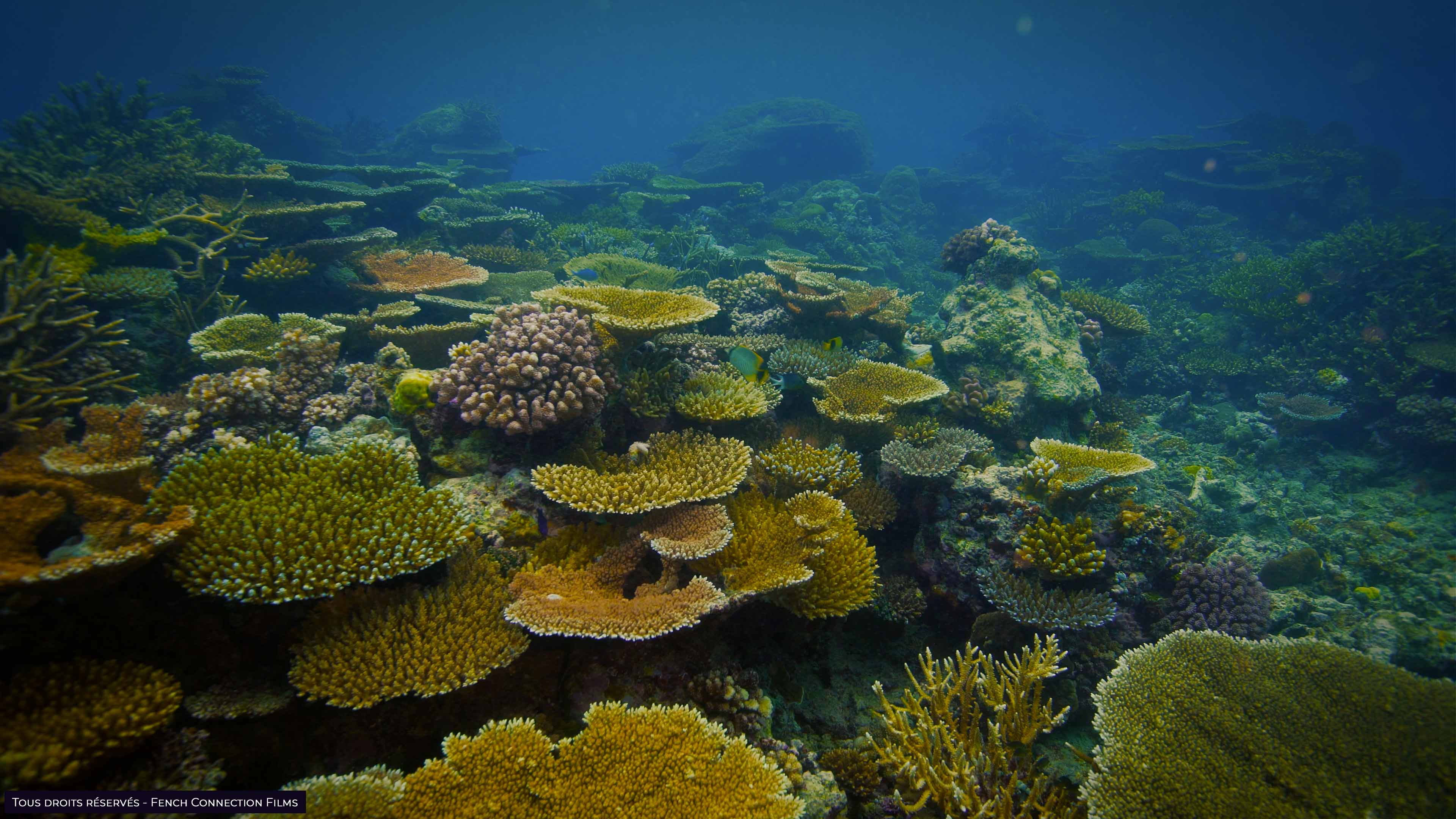 Australie Grande barrière de corail